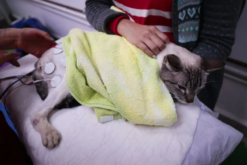 Un especialista atiende un gato en Ciudad de México (México). Foto: EFE