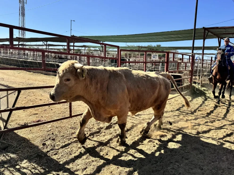 La confirmación del primer caso de gusano barrenador del ganado en Chihuahua encendió este miércoles las alertas por la expansión de la plaga hacia una de las principales regiones exportadoras de reses de México. Foto: EFE