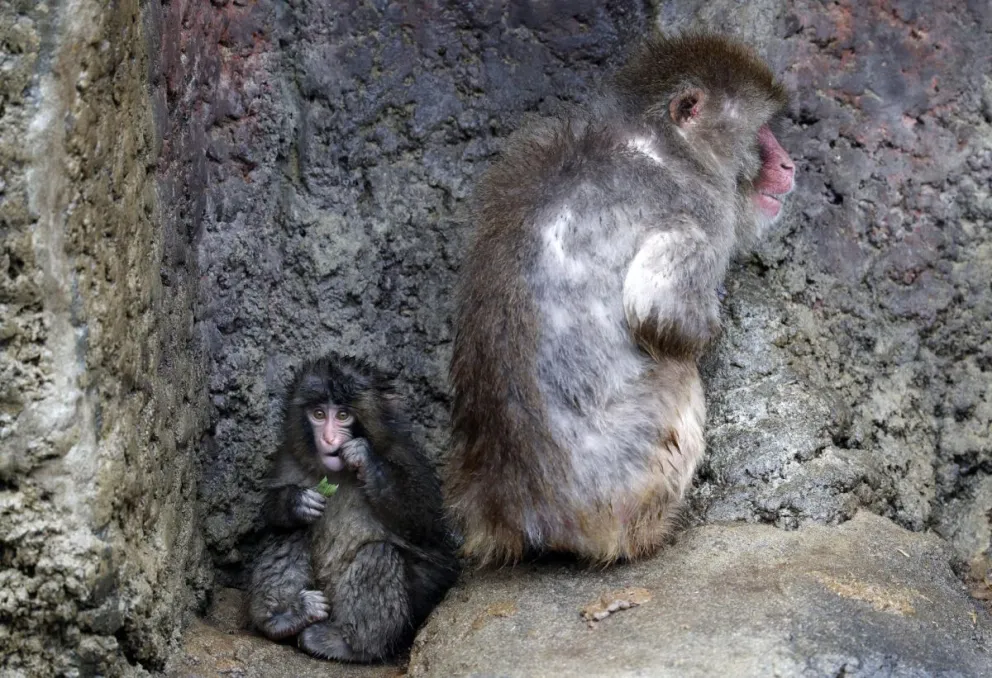 El macaco japonés Punch, que se viralizó por su peluche de consuelo tras ser rechazado por su madre, junto a un macaco adulto en una foto de archivo cuando tenía siete meses. EFE