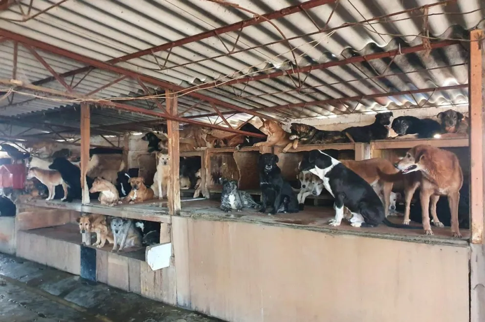 Fotografía cedida por el Refugio Omeyocan que muestra a perros en el refugio en Ciudad de México (México). EFE