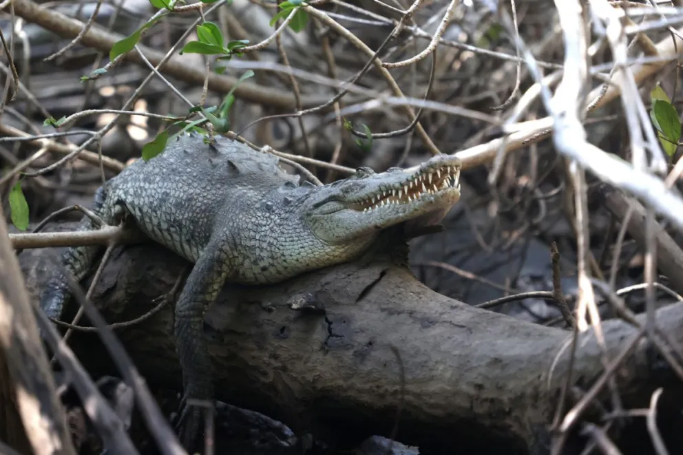 Fotografía del 22 de julio de 2026 que muestra un cocodrilo en un bosque de mangle en la reserva protegida de la Barra de Santiago en Ahuachapán (El Salvador). EFE