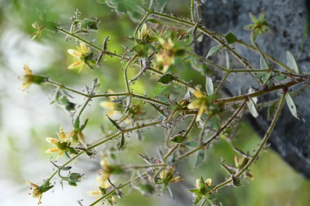 Un ejemplar en flor de Saxifraga candelabrum con numerosos insectos atrapados por sus pelos glandulares pegajosos. Crédito: Xin-Jian Zhang/Academia China de Ciencias
