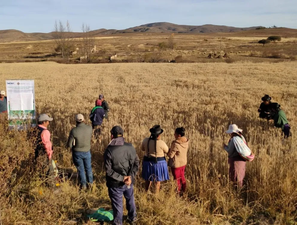 Productores de trigo de Chuquisaca. Foto: Iniaf