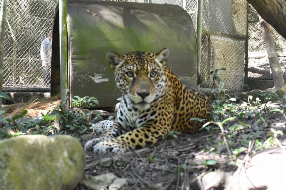 El jaguar es el felino más grande de América (imagen referencial). Foto: Jeraldín Franco.