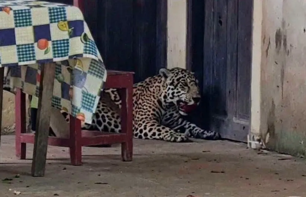 El jaguar que fue abatido en Beni.