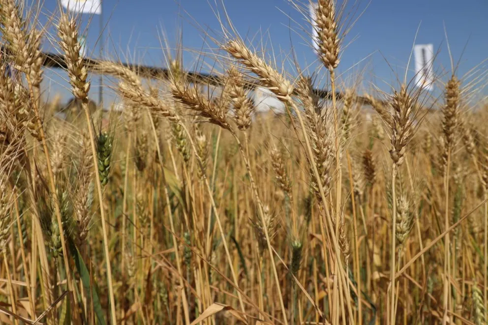 Trigo estocado en silos de productores chuquisaqueños, será comprado por la empresa Sureña. Foto Publiagro
