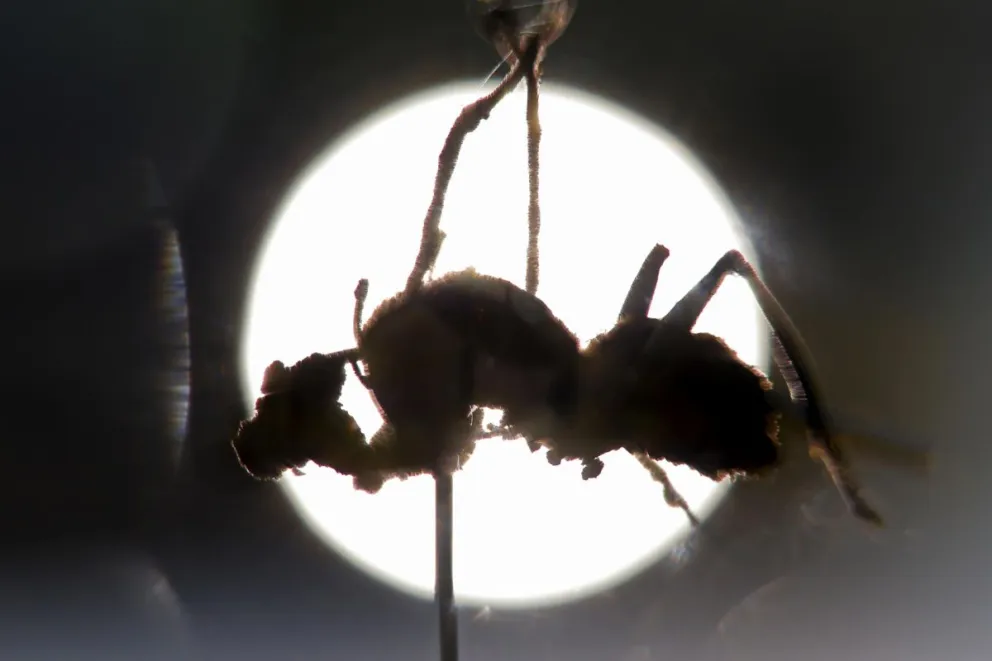 Fotografía que muestra una hormiga infectada por el 'Hongo Zombi' (Ophiocordyceps unilateralis) este jueves, en el Centro Universitario de Ciencias Biológicas y Agropecuarias (CUCBA) de la Universidad de Guadalajara en Jalisco (México). EFE