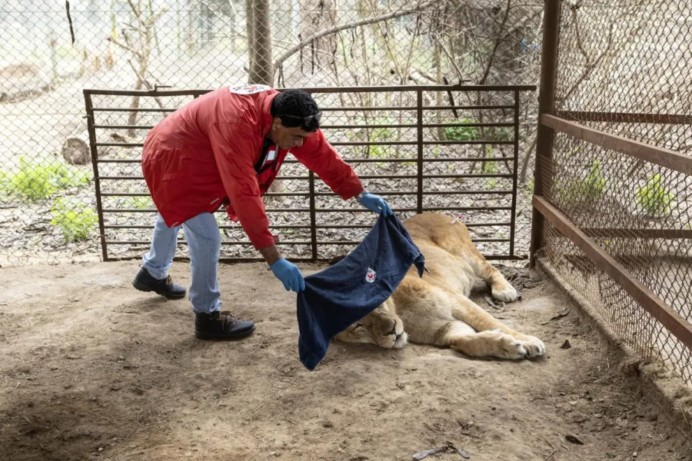 Fotografía cedida por la fundación Four Paws donde se observa un hombre preparando a un león antes de ser trasladado este jueves, en el zoológico de Luján, en la provincia de Buenos Aires (Argentina). EFE/ Four Paws
