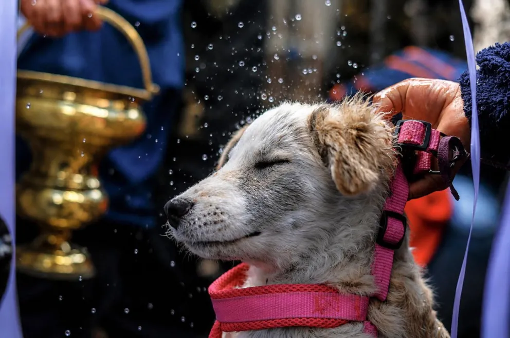 Un perro recibe una bendición de agua bendita durante una misa en celebración del Día de San Roque este domingo, en La Paz (Bolivia). EFE/ Gabriel Márquez