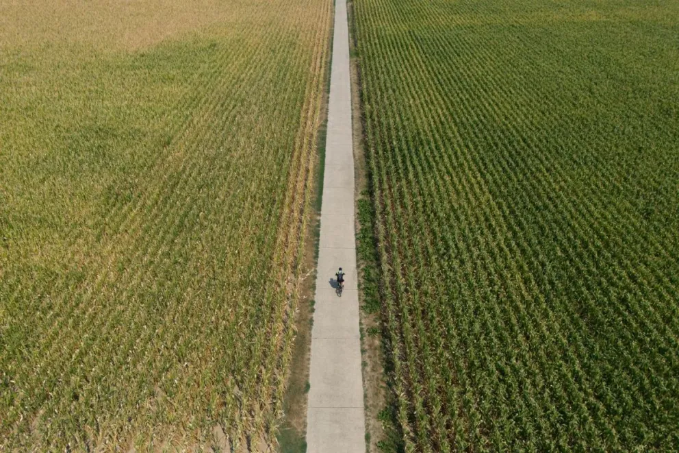 Una imagen tomada con un dron muestra a un hombre montando en bicicleta por campos de maíz en Fráncfort del Meno, Alemania, el pasado domingo. Foto: EFE