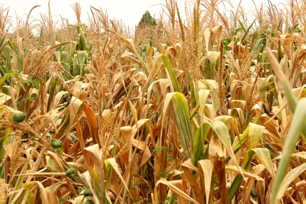 un sembrado de maíz, parte de las 45.000 hectáreas de cultivos y tierras ganaderas afectados por la sequía y una prolongada canícula por los que 10.000 campesinos aseguran estar al borde de la quiebra, en el municipio de Tapachula (México). Foto: EFE