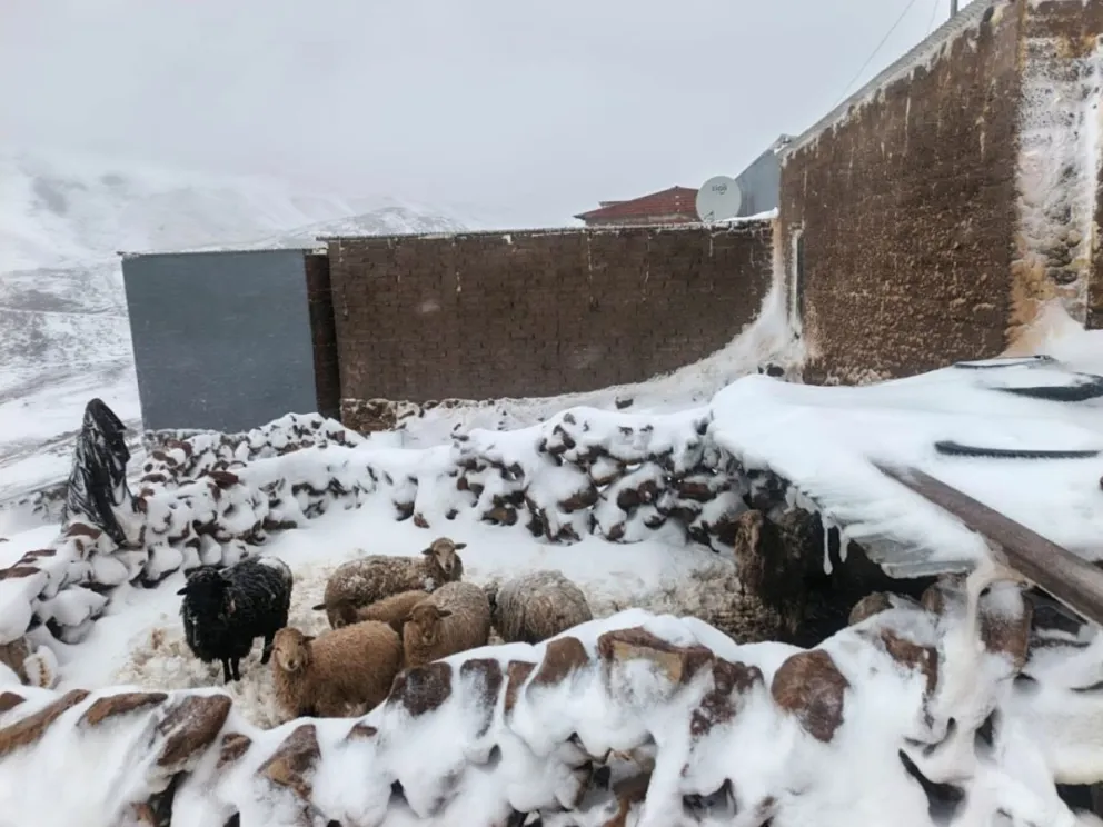 La nevada cae en varias zonas de Bolivia. Foto: Viceministerio de Defensa Civil