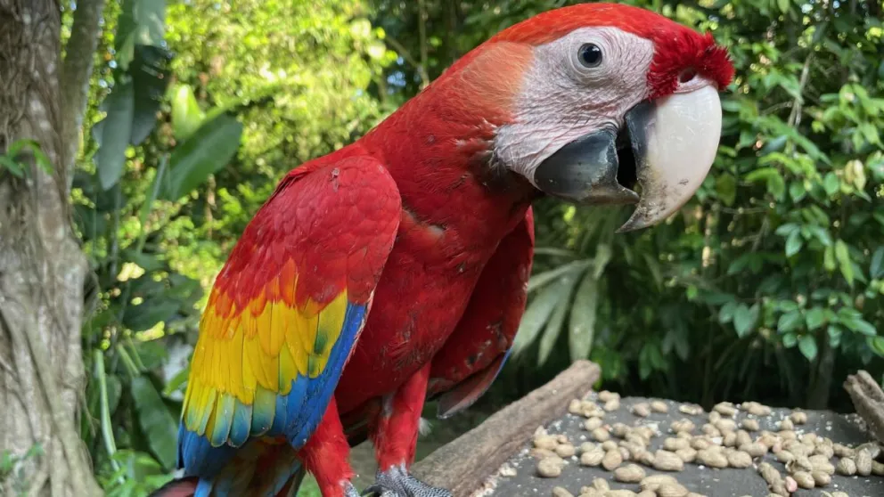 Imagen de un loro rescatado del tráfico ilegal de vida silvestre en Chiapas, México. Crédito: George Olah - EFE