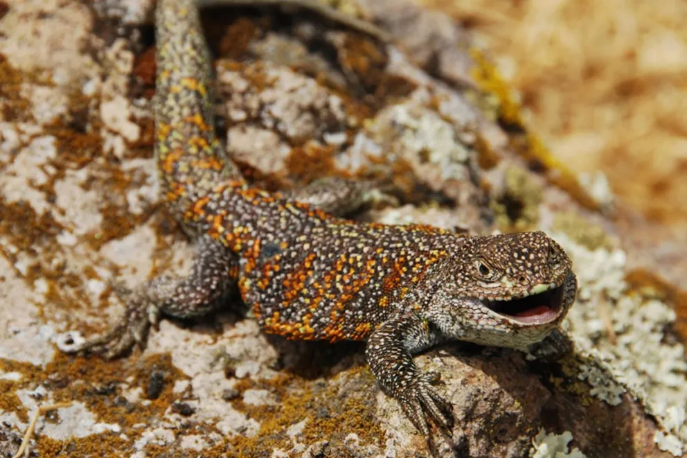 Un ejemplar de 'liolaemus yawar', la nueva especie de lagartija endémica de Perú descubierta, que habita a más de 4.000 metros de altitud en una limitada zona de la provincia de San Antonio de Putina, en la sureña región altiplánica de Puno. Foto: EFE