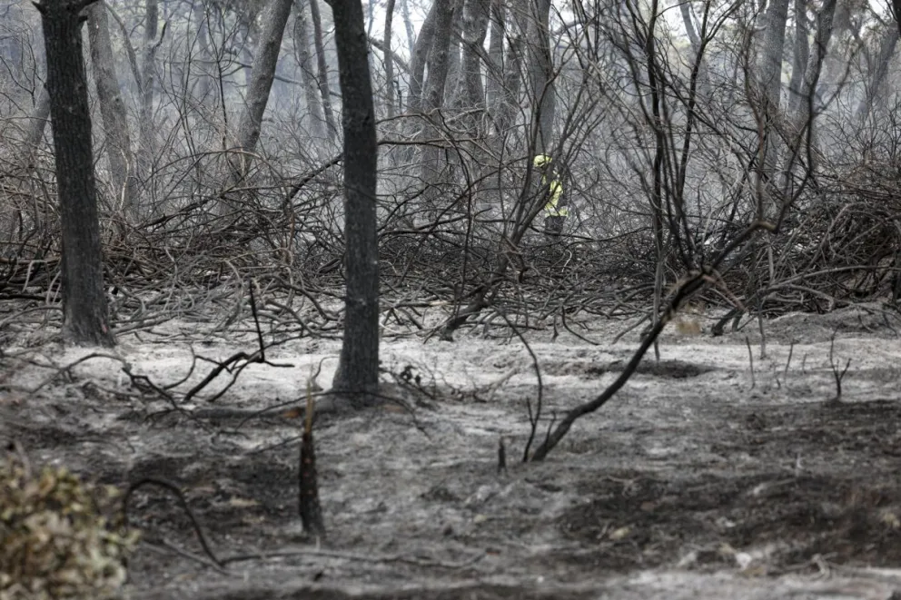 La superficie quemada esta verano en el parque natural de la Devesa de El Saler (Valencia). Foto: EFE