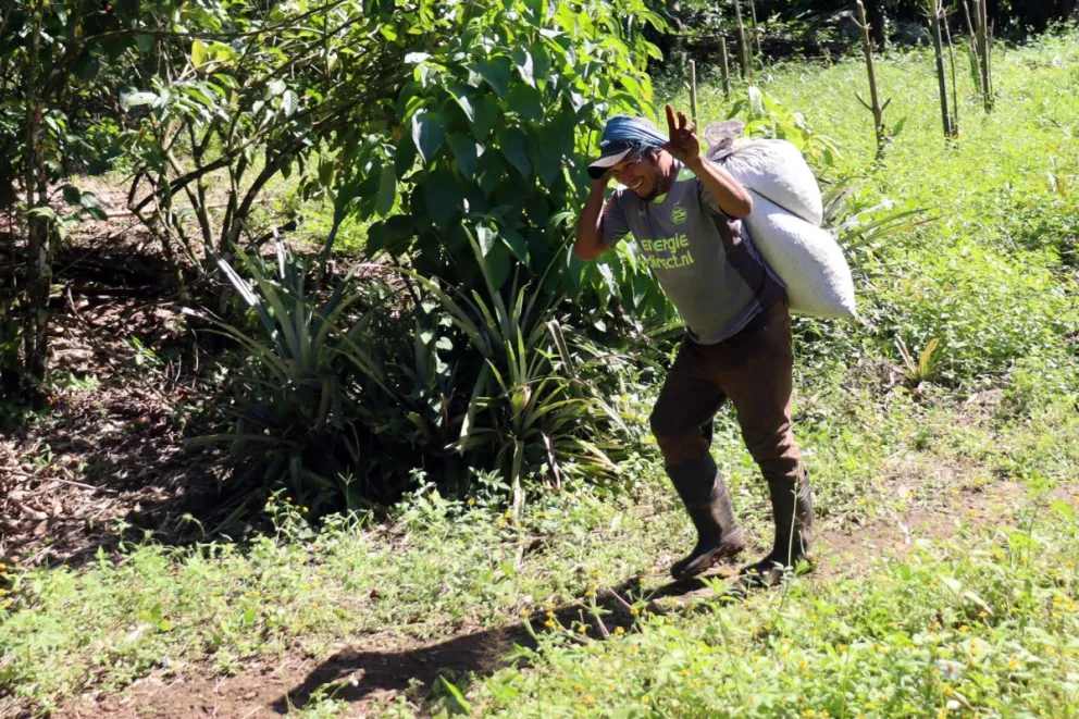 Fotografía de archivo que muestra a un hombre trabajando en una plantación de café en Tapachula (México). Foto: EFE