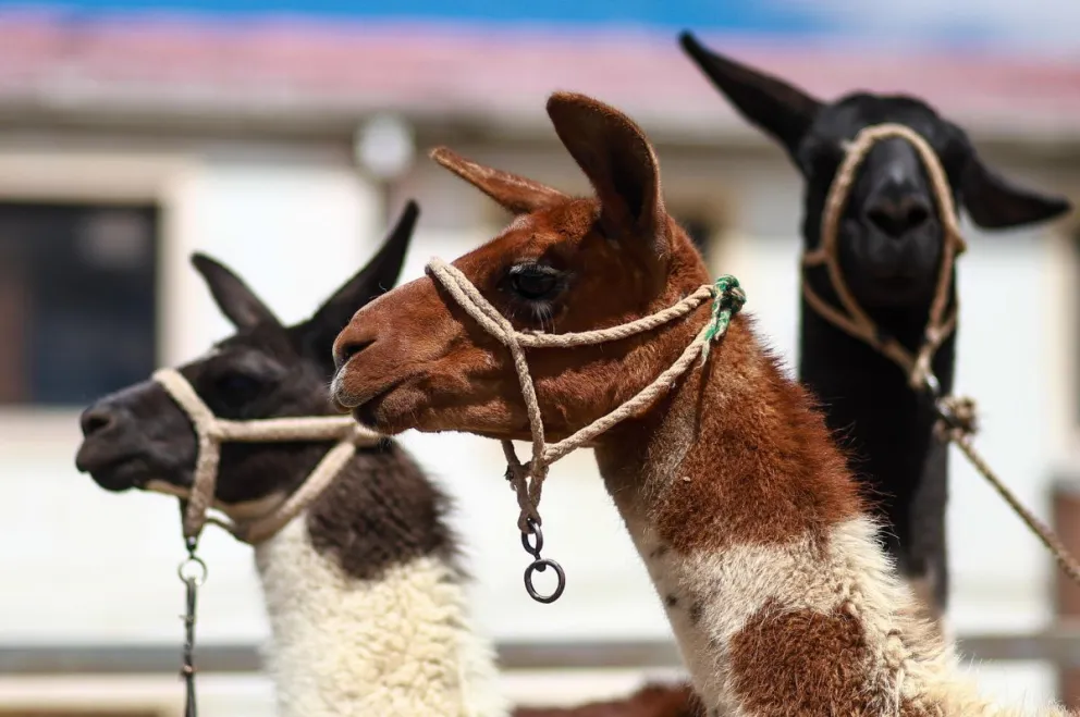 Fotografía que muestra llamas en la XV Expoferia Departamental de Camélidos este domingo, en El Alto (Bolivia). EFE/ Gabriel Márquez