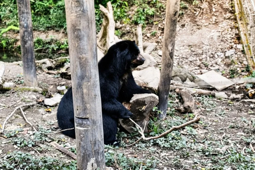 El oso jucumari es el único oso nativo que vive en Sudamérica. Foto: Jeraldín Franco