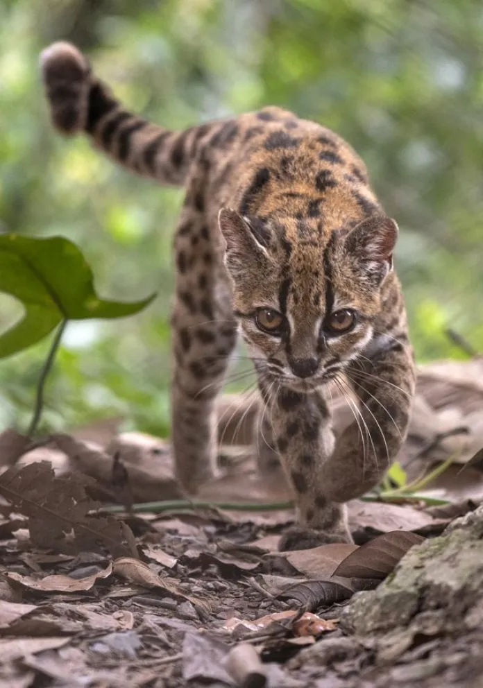 Fotografía cedida por Fernando Faciole/National Geogrpahic que muestra una nueva especie de felino silvestre. EFE