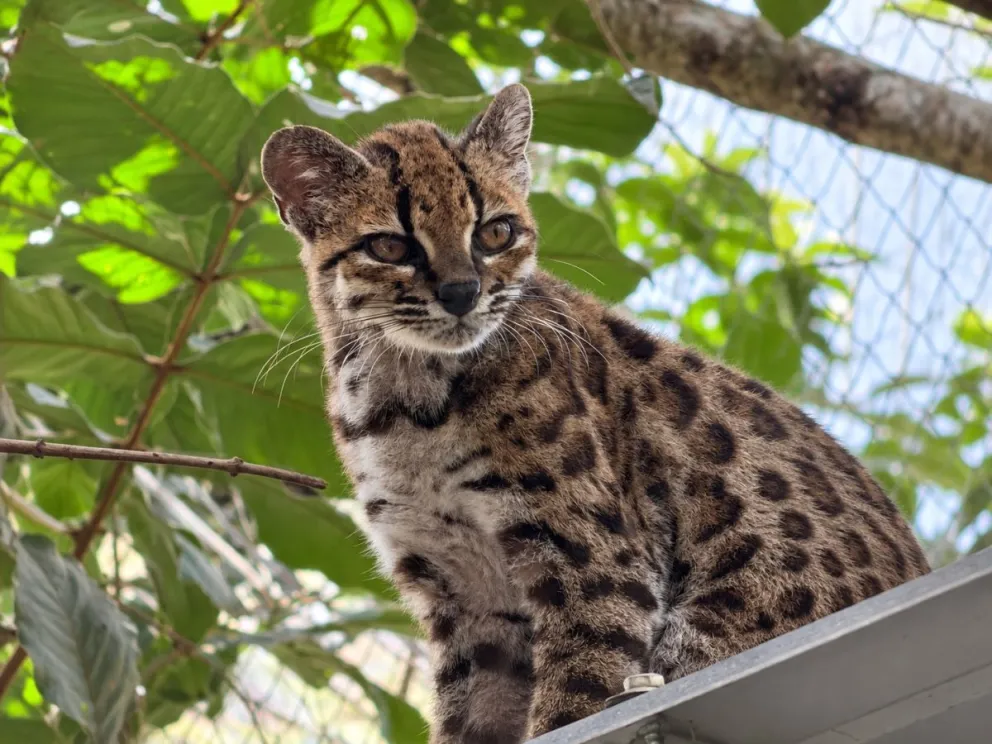  Lo llaman Tilcayo (Leopardus tilcayo), es más pequeño que un gato doméstico. Fotos: UMSA 