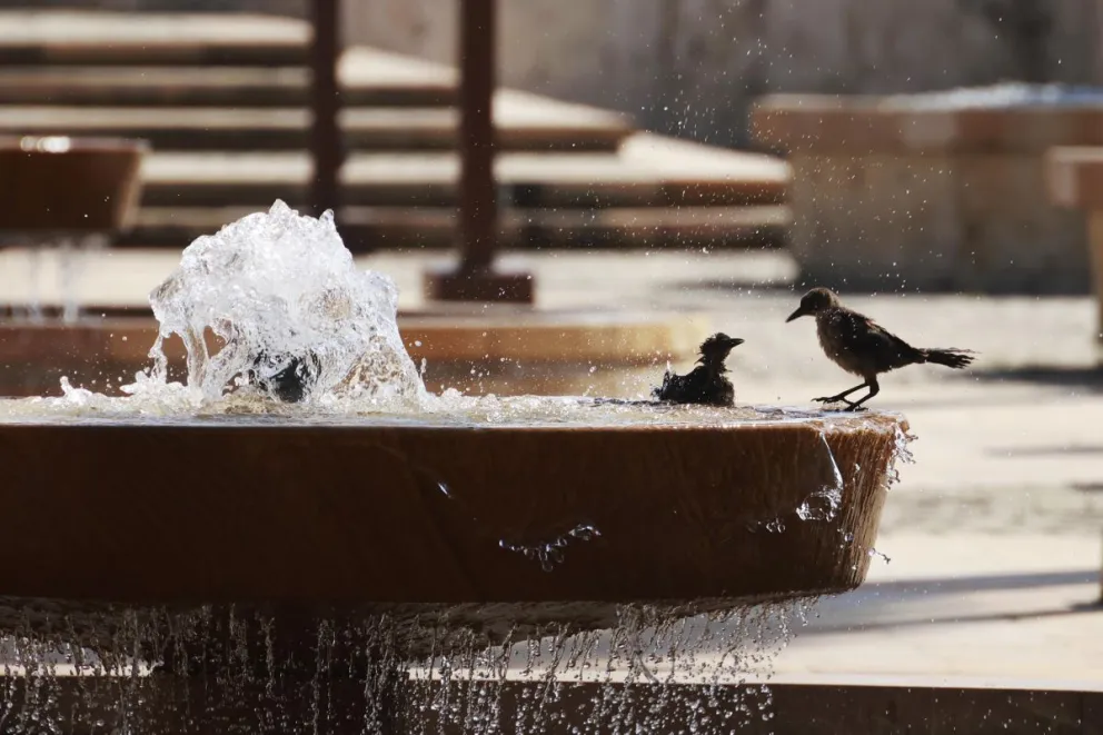 Aves se refrescan en una fuente de agua este jueves, en Cartagena (Colombia). Foto: EFE