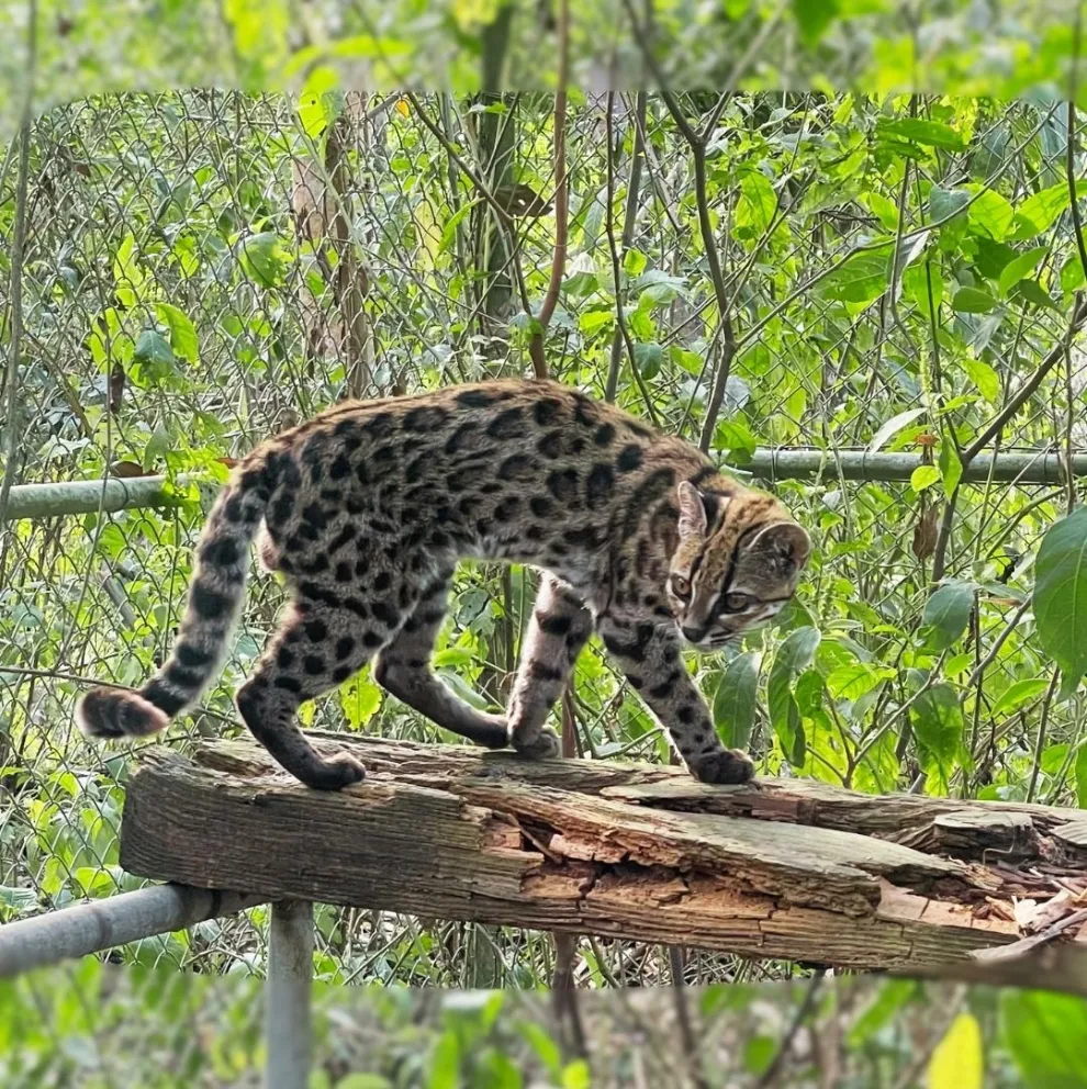 El Leopardus tilcayo en el refugio Senda Verde. Foto: Paola Nogales.