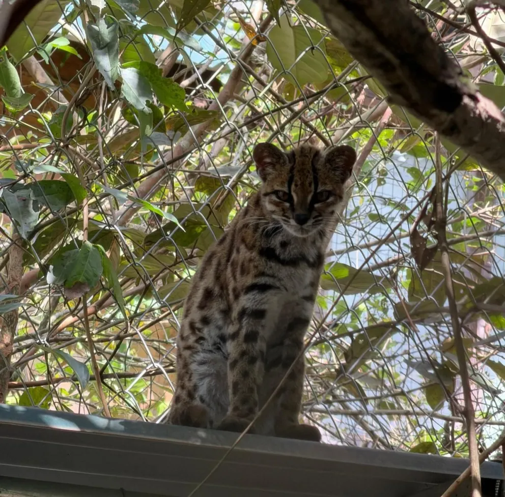 El tilcayo, la nueva especie de felino descubierto en Los Yungas. Foto: Paola Nogales
