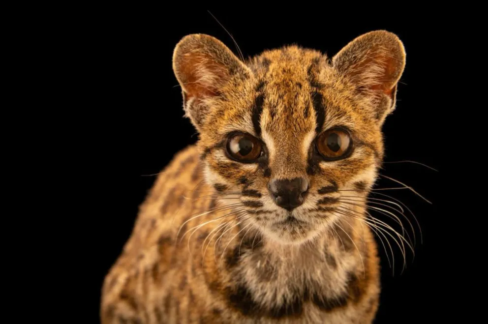 El Leopardus Tilcayo de Los Yungas. Foto: Joel Sartore
