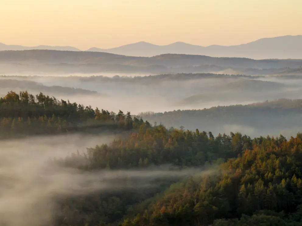 Imagen de archivo del amanecer en un bosque. Foto: EFE/