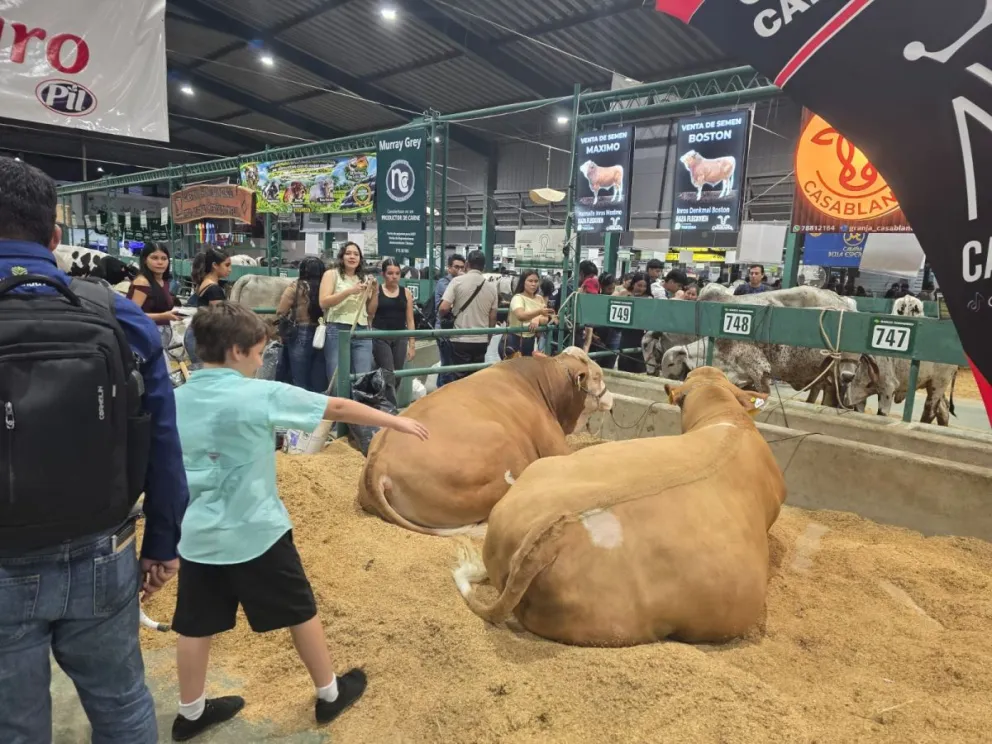 Máximo y Boston, los toros de la raza Fleckvieh, que participaron en la Expocruz. Foto: Víctor Hugo Quispe/Granja Casa Blanca.