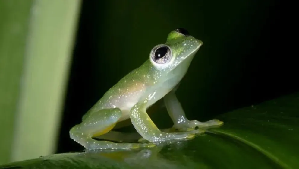 Foto: iStock