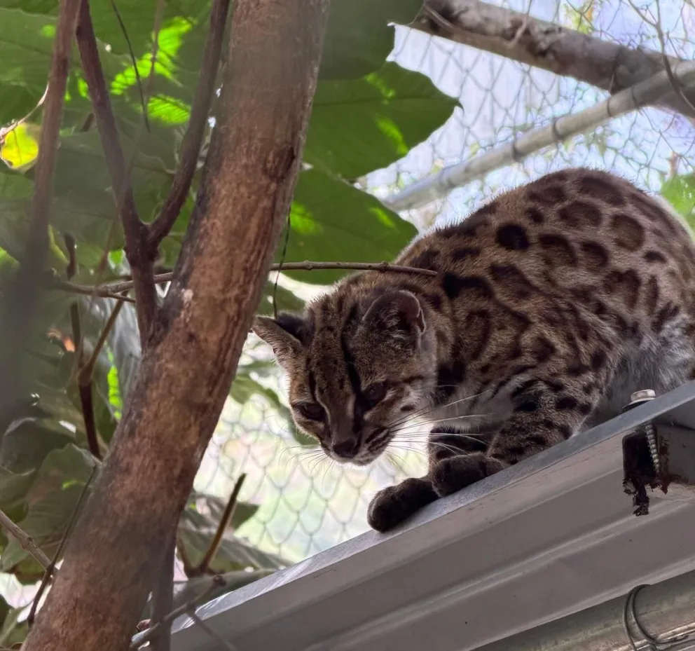 El tilcayo, el nuevo felino ya tiene una norma que lo declara símbolo municipal. Foto: Paola Nogales