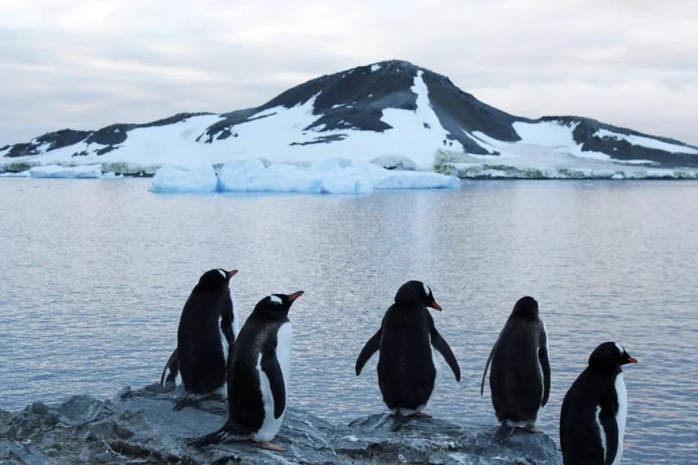 En la imagen de archivo, pingüinos en un área de la Antártida. EFE/Julia Talarn