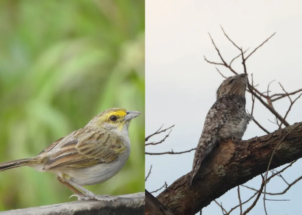 El Gorrión Ceja Amarilla (Ammodramus aurifrons) y el Guajojo Grande (Nyctibius grandis). Foto: eBird Bolivia