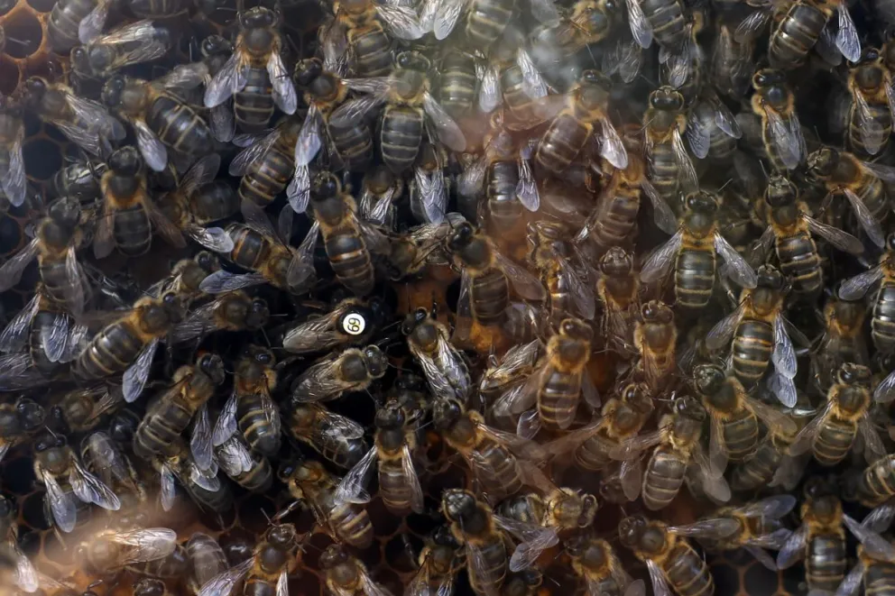 Aspecto de un panal de abejas. Foto: EFE