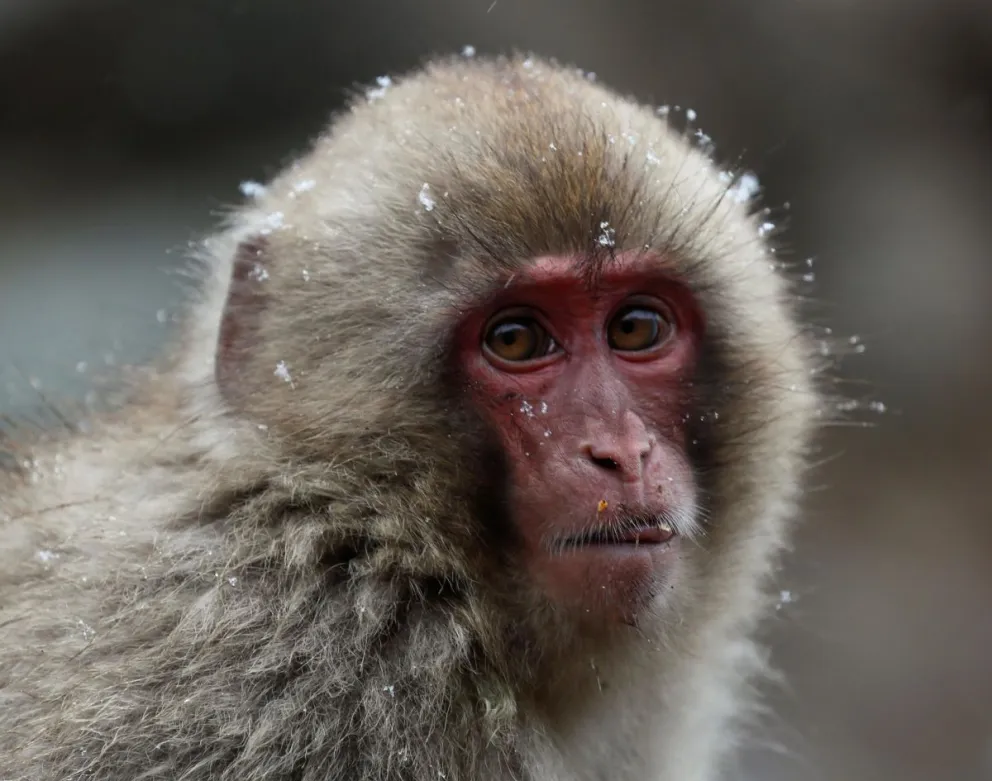 Imagen de archivo de un macaco japonés. EFE