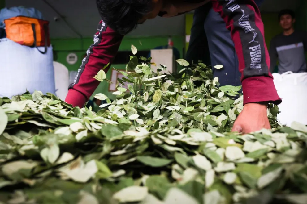 Una persona apilando hojas de coca en el mercado de la Asociación Departamental de Productores de Coca (Adepcoca), en la Paz (Bolivia). Foto: EFE